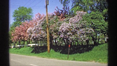 1970: springtime floral trees in full bloom along roadside MINNESOTA