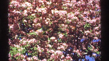 1970: beautiful pink blossoms on a tree against a beautiful blue sky MINNESOTA