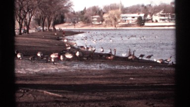 1971: geese feeding and swimming on the beach LA CROSSE WISCONSIN