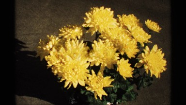 1971: yellow potted flowers in full bloom, shown with a wide shot and up close