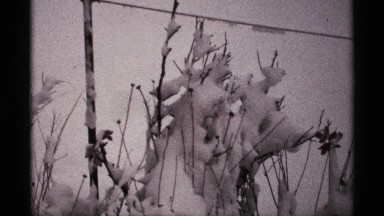 1971: snow covered branches gently swaying in the wind in front of a white sky