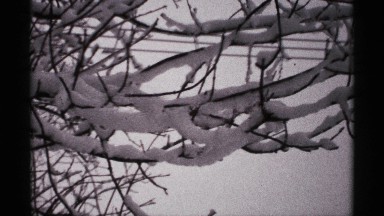1971: a desert place and a dry tree located alone and sands full of the space