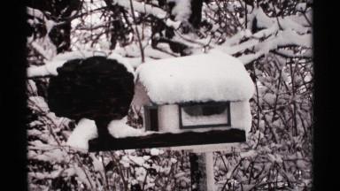1971: a place with nature and looks like some artificial flowers and hunt also