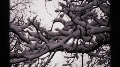1971: trees wood are mixed at the place of forest and some leafs at the top
