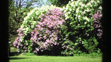 1970: flowers are grouped together at the forest and it looks beautiful at the