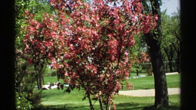 1970: visitors to a public park are to the back of a flowering shrub MINNESOTA