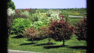 1970: a small garden with trees and plants and beautiful flowers also there at