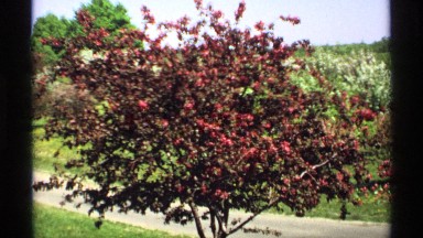 1970: reddish-pink blooms and dark leaves cover branches of tall shrub MINNESOTA
