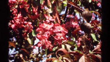 1970: beautiful flower with attractive colour naturally glow,swings with natural