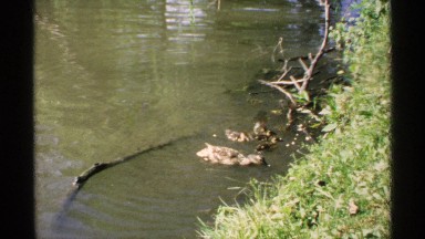 1970: little ducklings eat food with their mom, don't feed wild animals