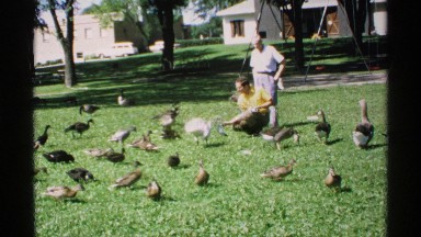 1970: Hungry Ducks Eat Man's Gift in Minnesota Park