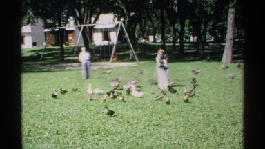 1970: two people are standing in the grass near lots of baby ducks walking