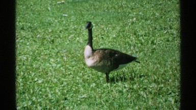 1970: a geese on a warm sunny day standing alone on green grass. MINNESOTA