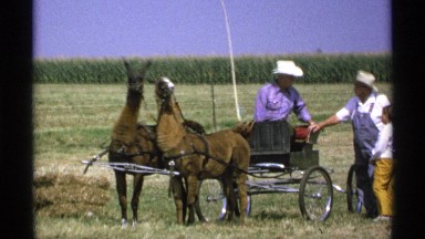 1971: two men in cowboy hats by a cart pulled by llamas. MINNESOTA