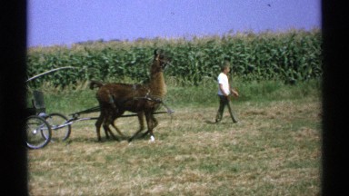 1971: a person in a carriage that is directed by an animal. MINNESOTA