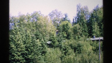 1972: evergreen trees and upright shrubs with small leaves grow together ISLE