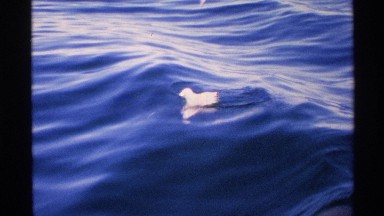 1972: seagulls bobbing in the ocean ISLE ROYALE MICHIGAN
