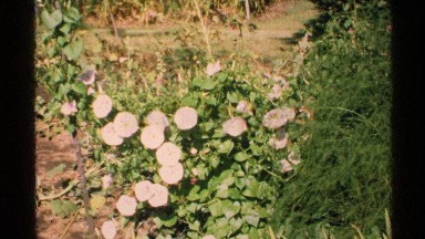 1972: White Flower with Flat Petals Grows Between Dirt and Tangled Greenery Isle