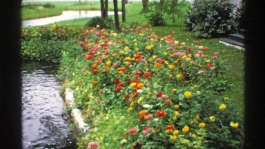 1971: still short of marigolds by a pond in brilliant orange, red, yellow, and