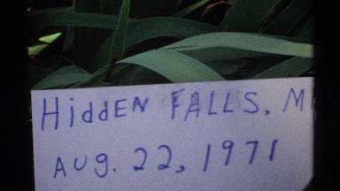 1972: morning glories in full bloom at hidden falls, minnesota garden august 22,