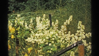 1972: sunny day white and yellow flowers in a garden with green grass and side