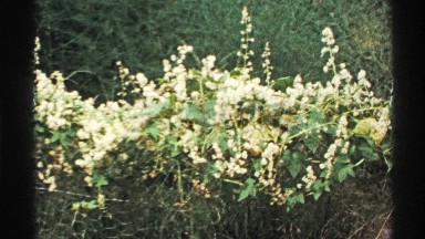 1972: Pretty Honeysuckle Flowers Along a Fence Line, Isle Royale Michigan