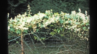 1972: green trees and flowers that are displayed in a great way. ISLE ROYALE