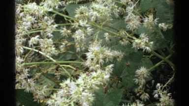 1972: White Flowers Float on River Water at Isle Royale Michigan