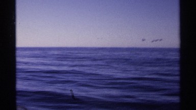 1975: Small Rock Formation in Ocean with Seagulls and Birds in Guaymas