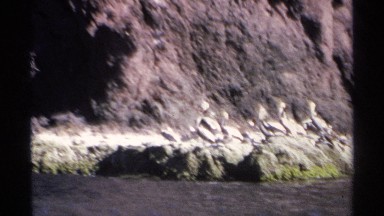 1975: a flock of sea birds sit on a rocky beach in the sun under tall cliffs to