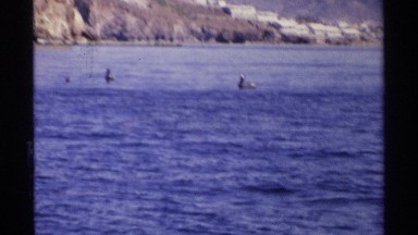 1975: two ducks swim in the waters of a river near a city in the mountain.