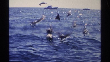 1975: A Flock of Pelicans Flapping Wings and Floating on Calm Ocean Waters