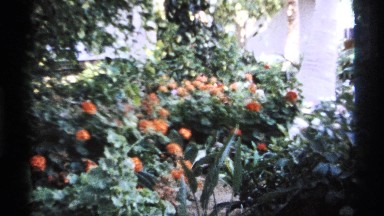 1974: a beautiful park full of flowers, trees and a small fountain. perfect