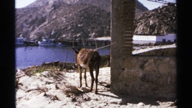1974: a ass that time up at the bore well and it is open ground and the morning