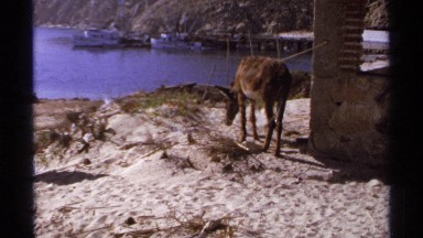 1974: a human feeding an animal while the beast ignores her advances. CABO SAN