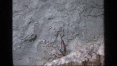 1957: a dam that contain water and more fishes are swimming at the water and a