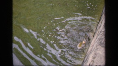 1957: a group of fish fighting over food floating on the water NETHERLANDS