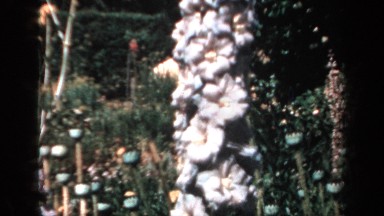 1957: A Spear of Purple Clustered Flowers Set Against a Spring Meadow ENGLAND