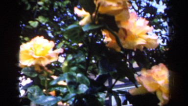 1957: beautiful flowers are placed on it own plants and it looks yellow color