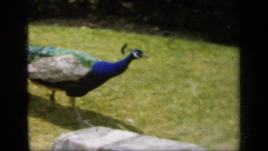 1957: A Beautiful Peacock Walking on a Promenade in England