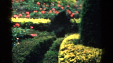 1957: Peacock Strutting Through a Hedge Maze in England