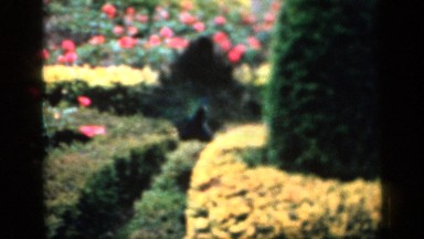 1957: Peacock in the Garden England