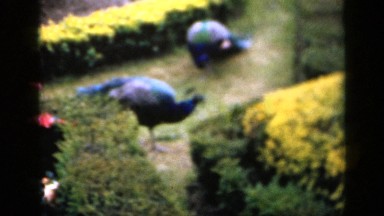 1957: peacocks walking in garden search for food ENGLAND