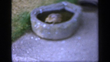 1957: a chick running from the water after drink and went near th the chicken