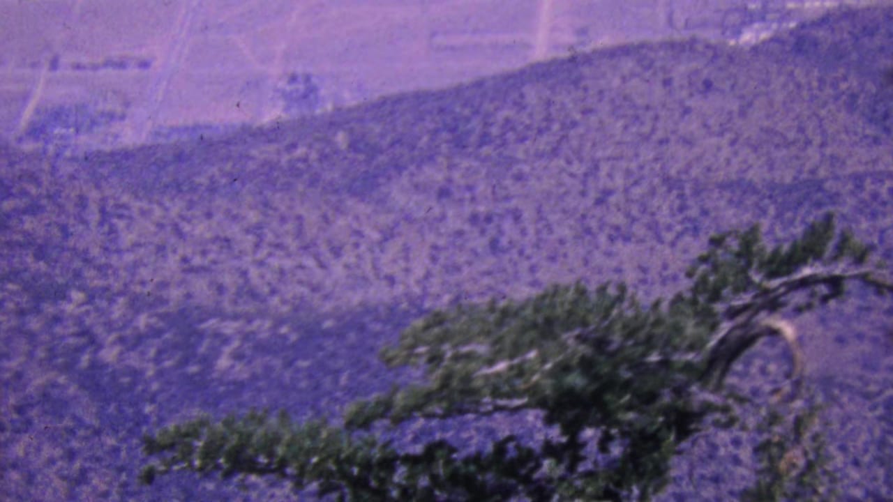 Distant mountain terrain with an evergreen branch extending from the right.