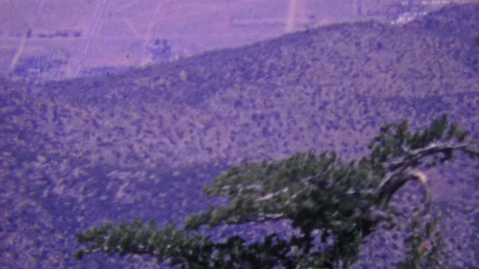 1964 Palm Springs mountain view from the aerial tramway area, with a dark evergreen branch crossing the right side against a faded purple hillside.
