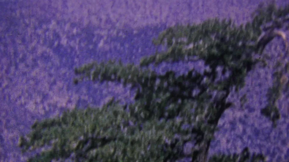 Vintage 8mm Palm Springs tramway scenery showing blurred evergreen trees in the foreground and a muted mountain slope beyond.