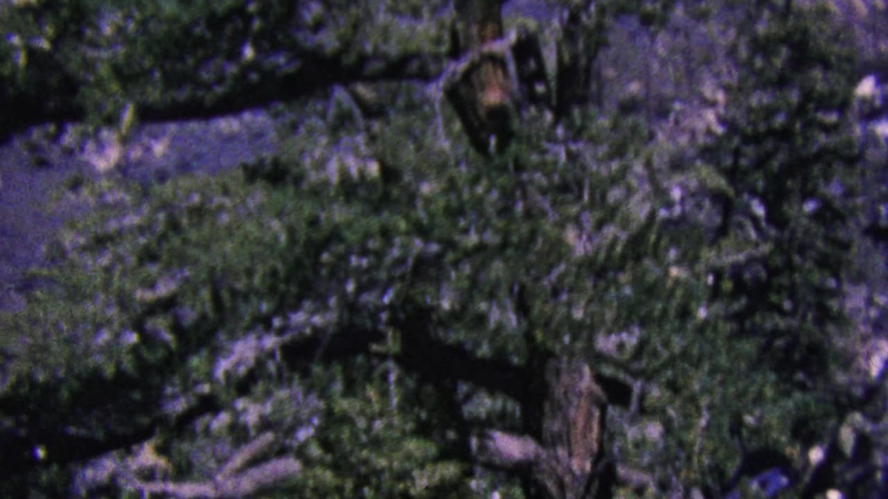 Dense evergreen canopy and rocky ground seen from above.