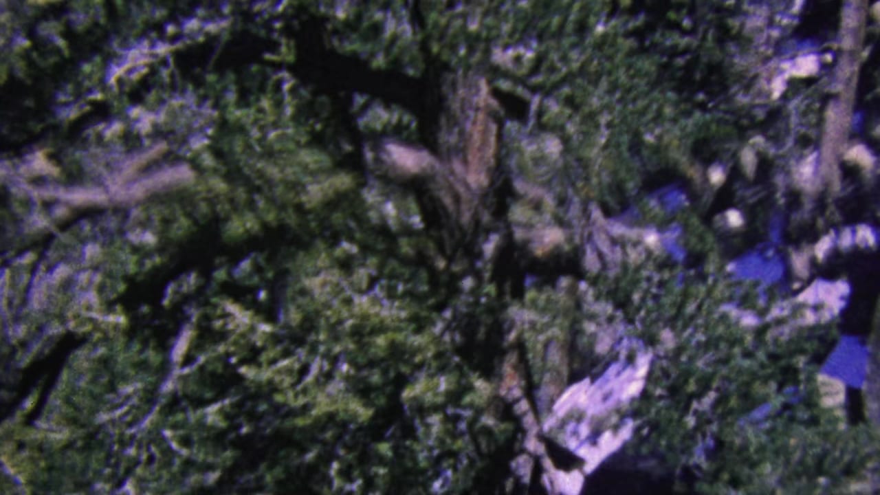 Elevated 1964 view over a rugged Palm Springs mountainside, with dark green foliage, twisted branches, and pale rock outcrops softened by motion blur.