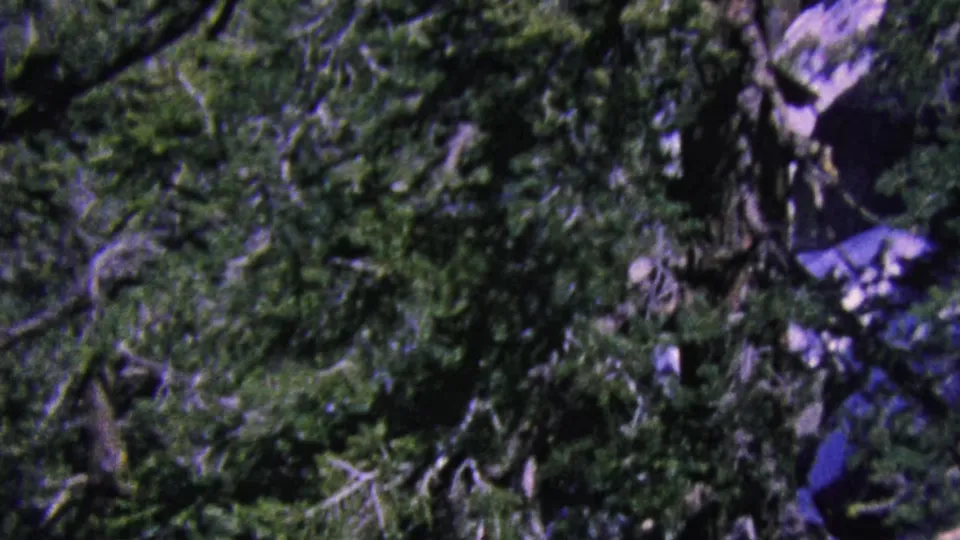 Moving tramway view from 1964 Palm Springs showing a blurred canopy of evergreen trees, brush, and scattered rock surfaces below.
